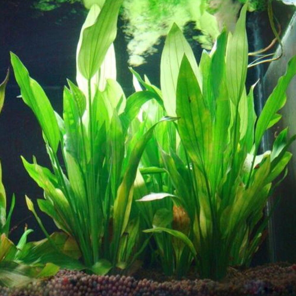Aquarium Plants Live - 15 ซม.ประดิษฐ์ Aquarium Decor พืชน้ําวัชพืชเครื่องประดับน้ําถังปลาหญ้าอุปกรณ์ตกแต่ง