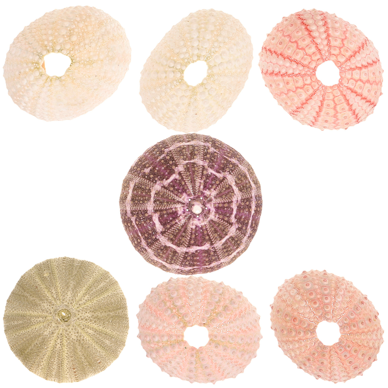 7 ชิ้น ที่วางต้นไม้ในอากาศและต - Aquarium Plant Holder บทวิจารณ์และราคา