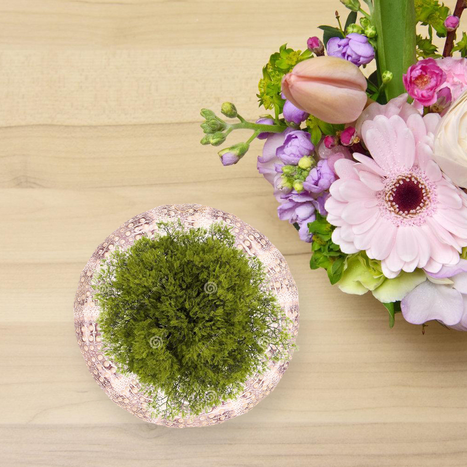 7 ชิ้น ที่วางต้นไม้ในอากาศและต - Aquarium Plant Holder บทวิจารณ์และราคา