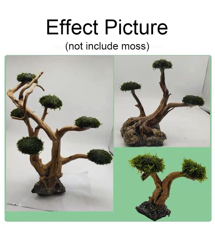 พิพิธภัณฑ์สัตว์น้ํา Driftwood  - Aquarium Driftwood บทวิจารณ์และราคา