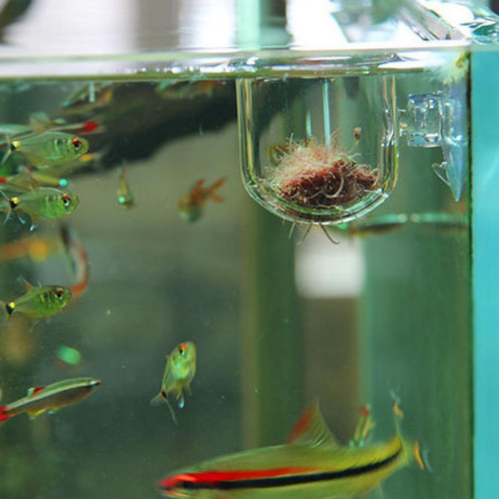 ตะกร้าใส่อาหารปลา กระถางแก้วสำ - Aquarium Plants Live บทวิจารณ์และราคา